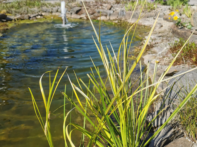 Kalmus gelbgestreift - Acorus gramineus Ogon im Teich